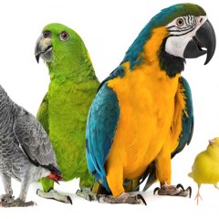 Τα πτηνά συντροφιάς (Μέρος 3ο): Τα λοιμώδη νοσήματα